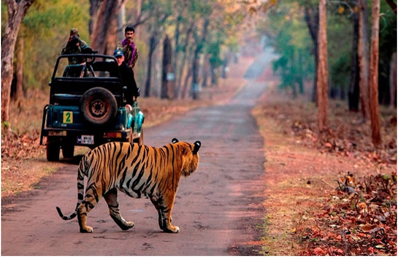 Jim Corbett tour package from Delhi